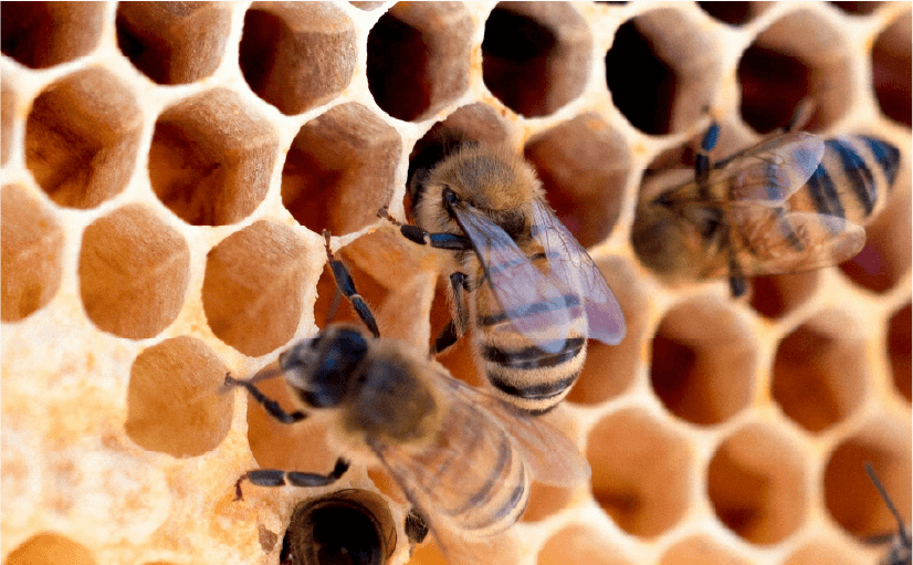 Penjelasan di Al Qur’an mengenai lebah dan madu